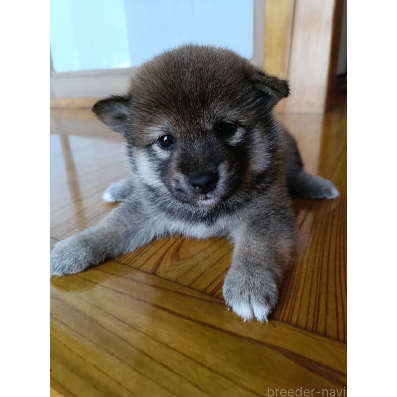 販売中の岩手県の柴犬-403298の3枚目