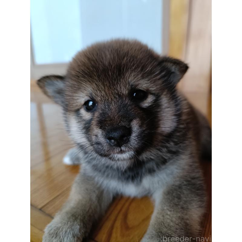 販売中の岩手県の柴犬-403298の2枚目