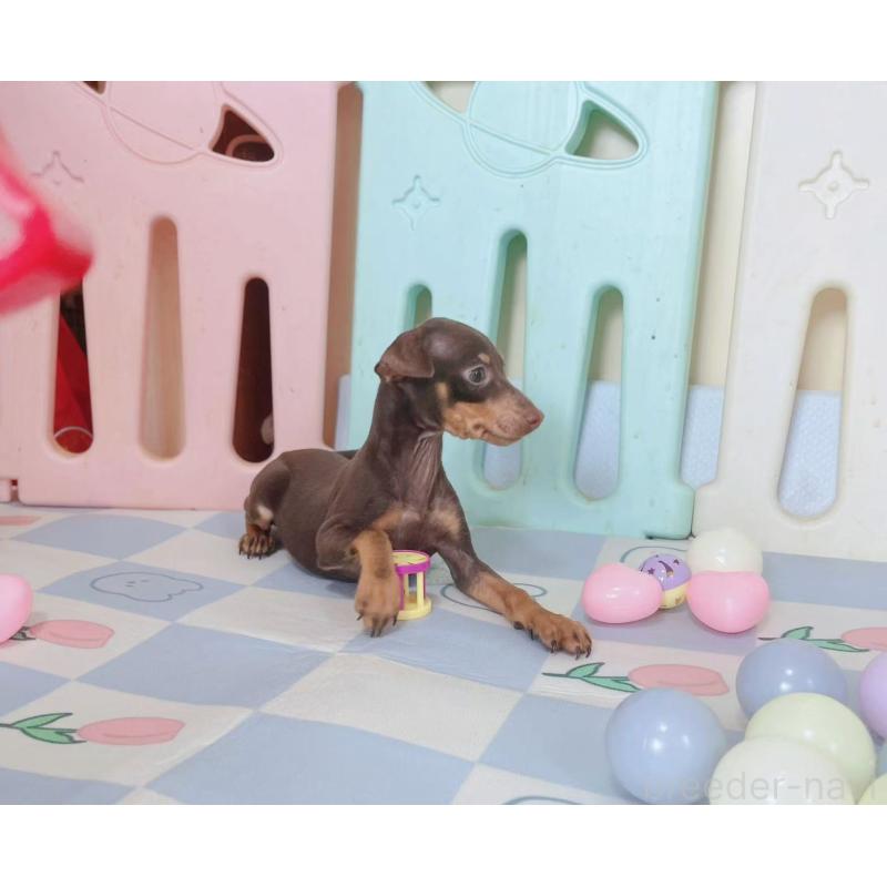 販売中の千葉県のミニチュアピンシャー(ミニピン)-403387の3枚目