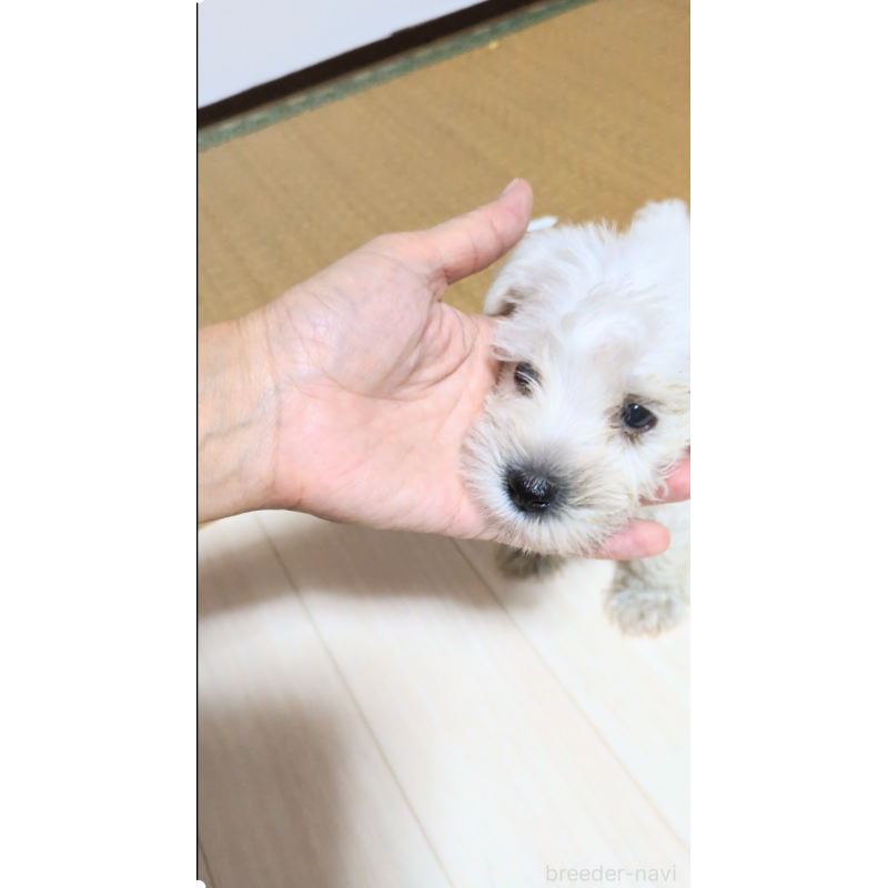 販売中の茨城県のミニチュアシュナウザー-403388の4枚目