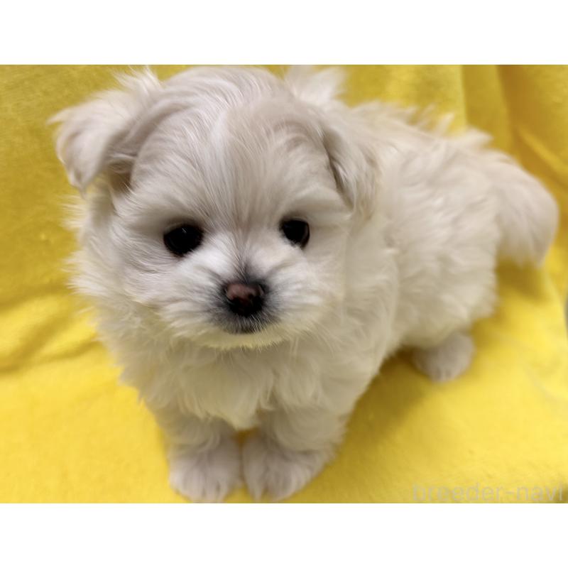 販売中の神奈川県のポメマル:ポメラニアン×マルチーズ-403413の3枚目