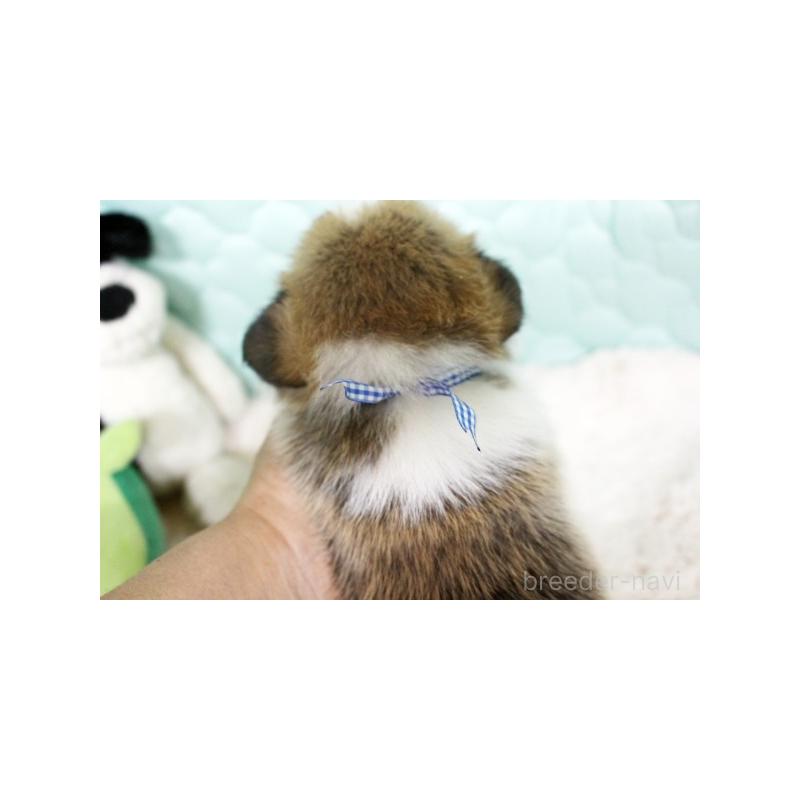 販売中の栃木県のウェルシュコーギーペンブローク-403417の5枚目