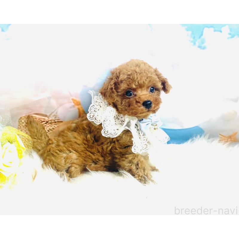 成約済の福岡県のタイニープードル-401028の7枚目