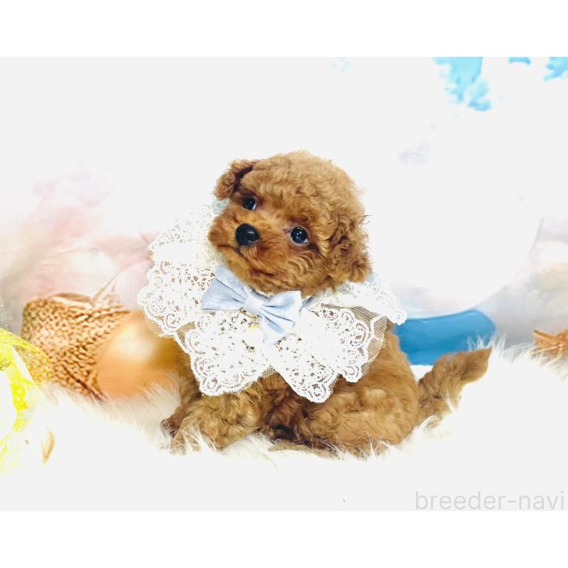 成約済の福岡県のタイニープードル-401028の6枚目