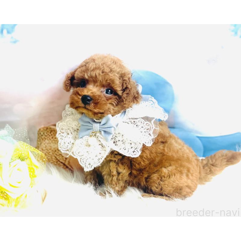 成約済の福岡県のタイニープードル-401028の5枚目