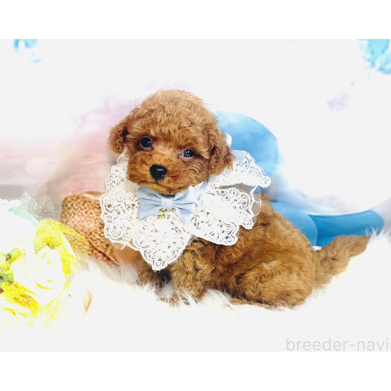 成約済の福岡県のタイニープードル-401028の4枚目