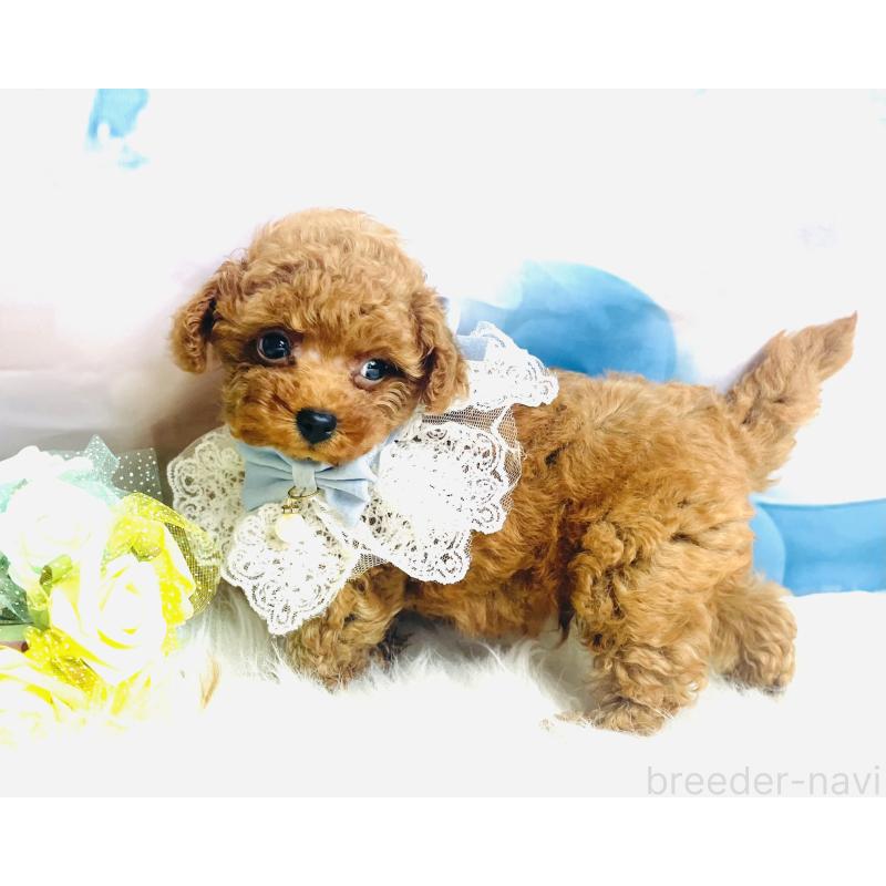 成約済の福岡県のタイニープードル-401028の3枚目