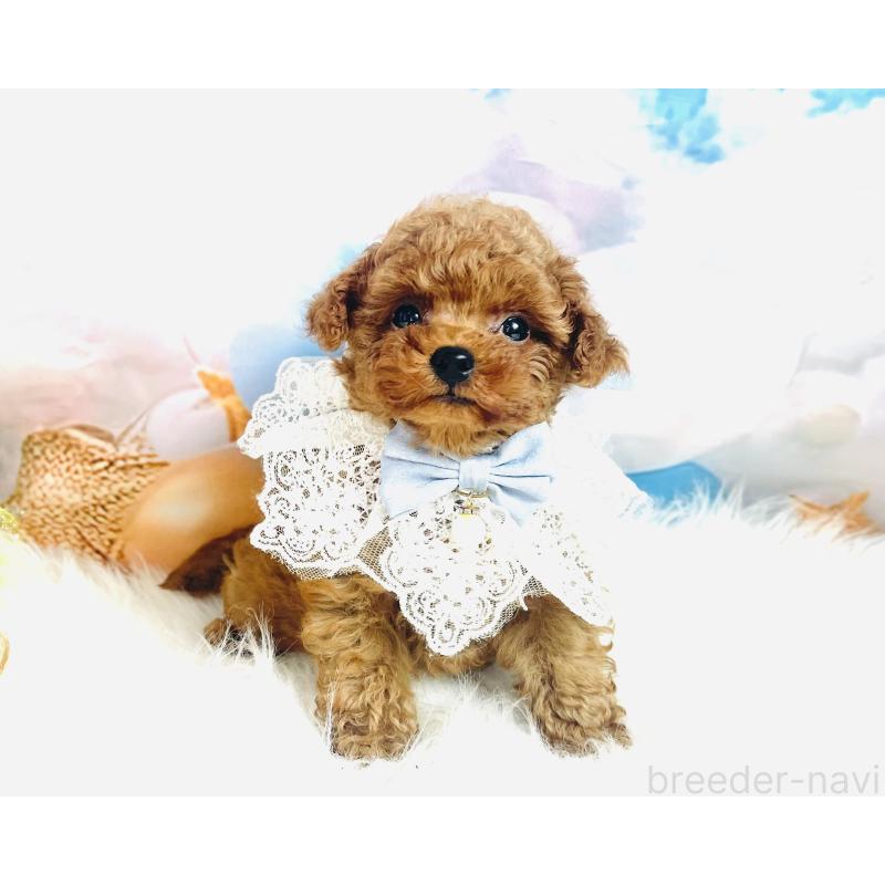 成約済の福岡県のタイニープードル-401028の2枚目