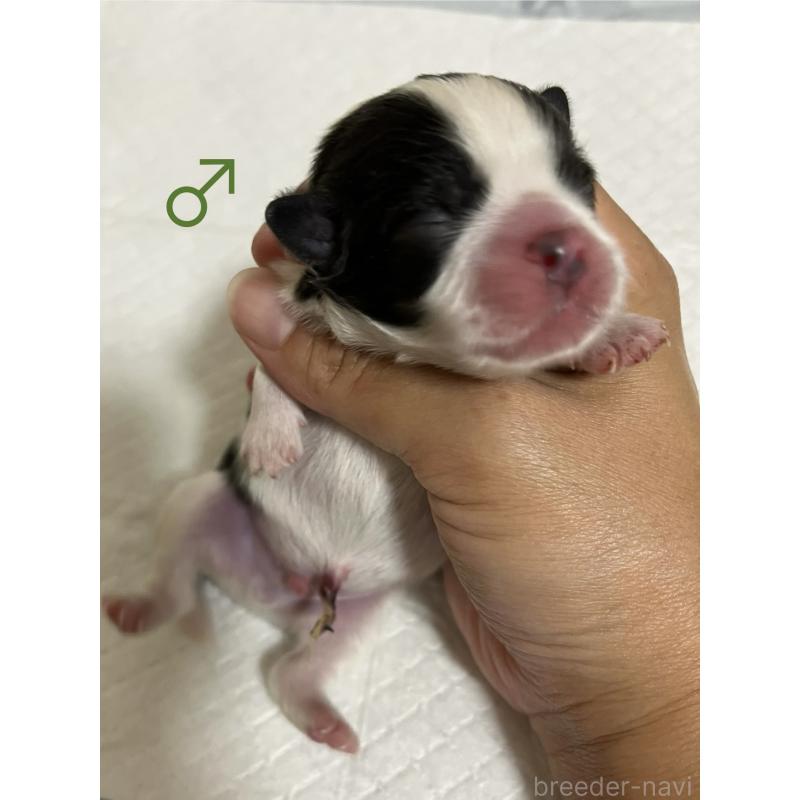 販売中の熊本県のミックス犬-403428