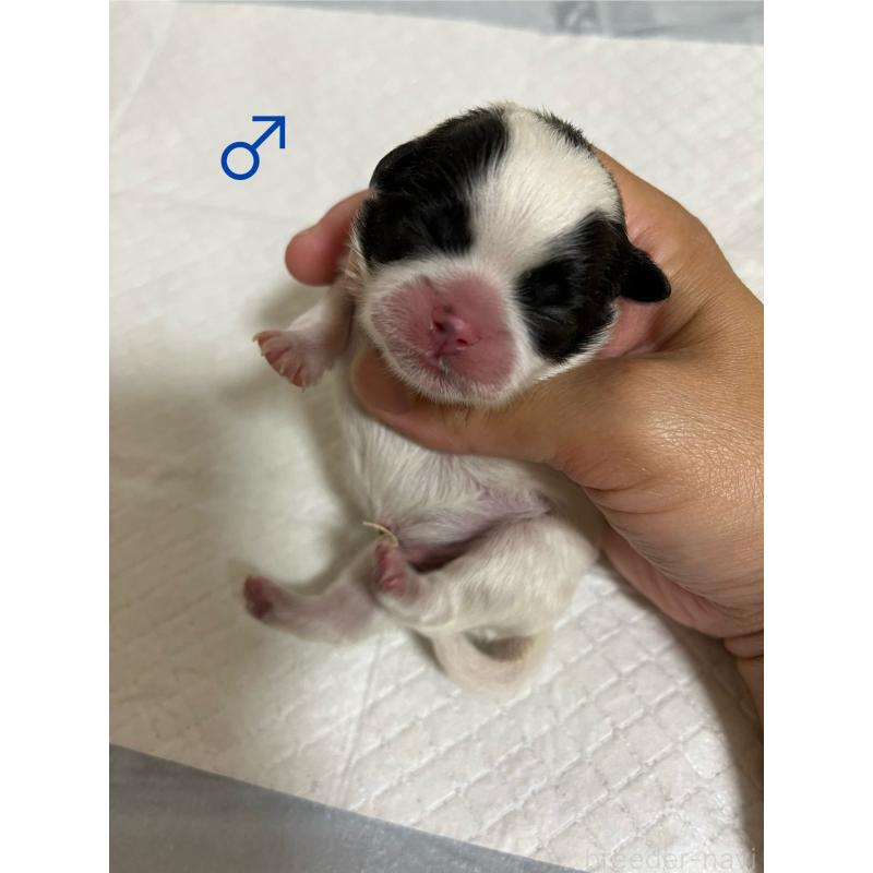 販売中の熊本県のミックス犬-403429