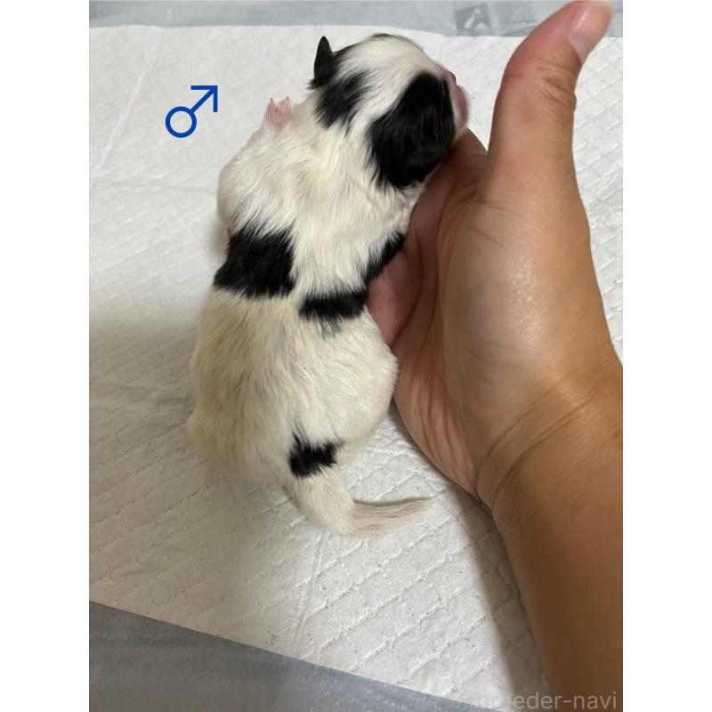 販売中の熊本県のミックス犬-403429の2枚目