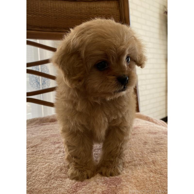 販売中の埼玉県のミックス犬-403449の8枚目