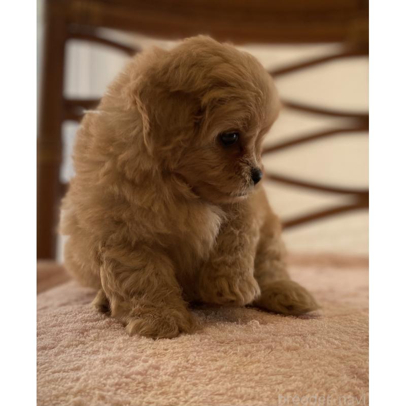 販売中の埼玉県のミックス犬-403449の7枚目