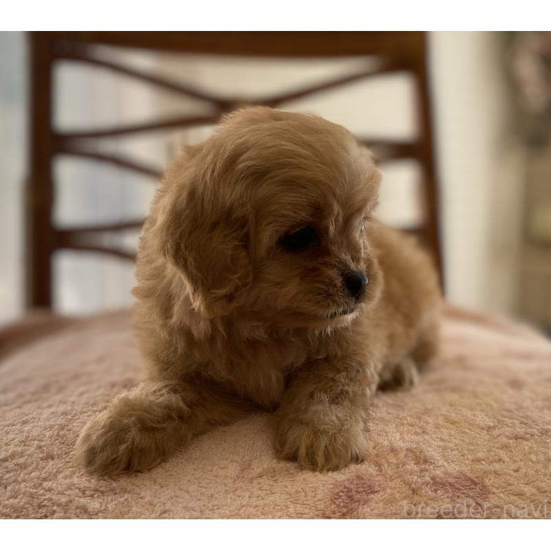 販売中の埼玉県のミックス犬-403449の6枚目