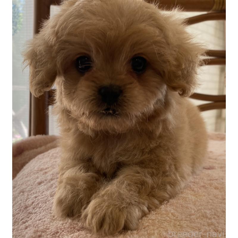 販売中の埼玉県のミックス犬-403449の4枚目
