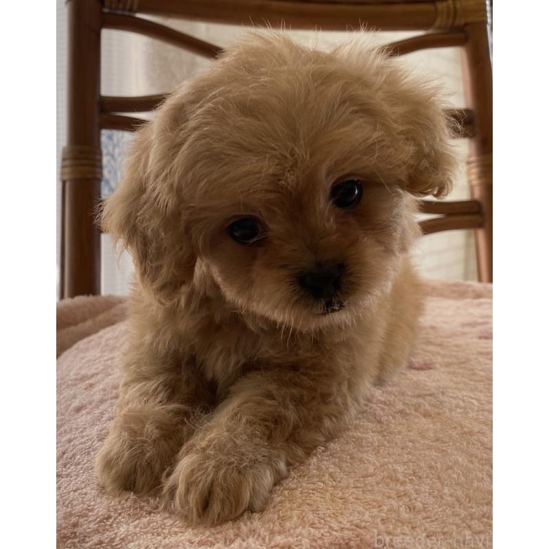 販売中の埼玉県のミックス犬-403449の3枚目