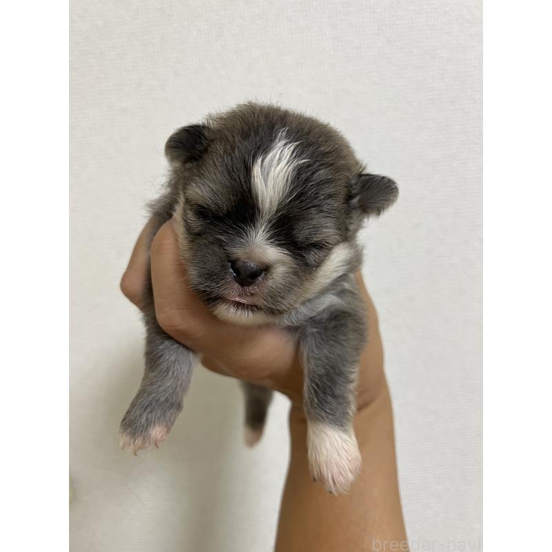 販売中の熊本県のミックス犬-403448