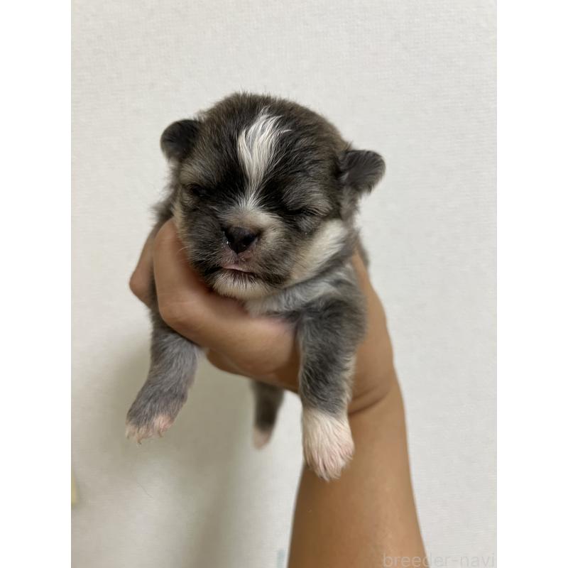 販売中の熊本県のミックス犬-403448の4枚目
