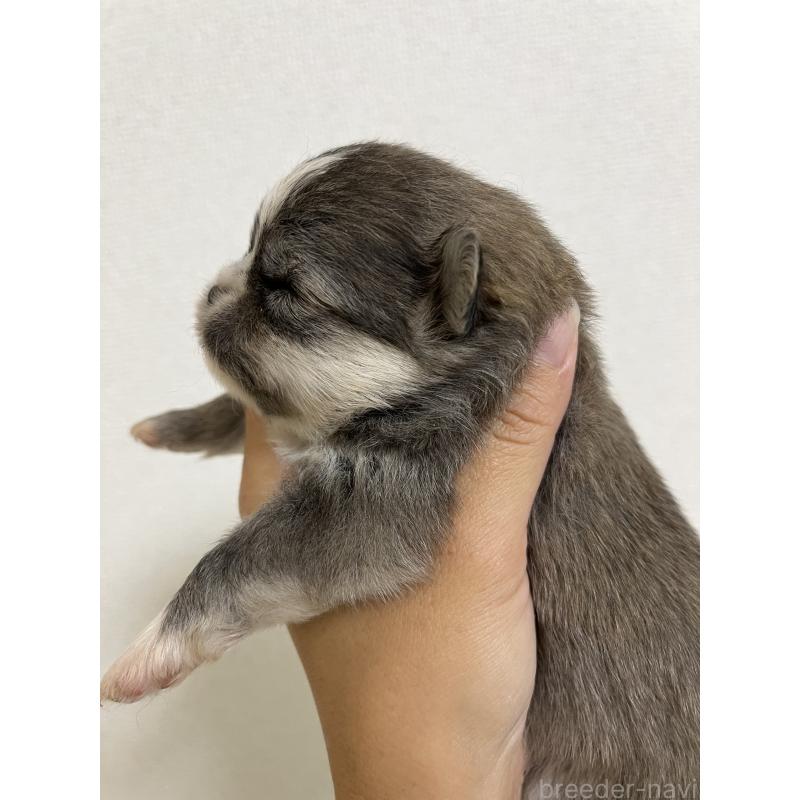 販売中の熊本県のミックス犬-403448の3枚目