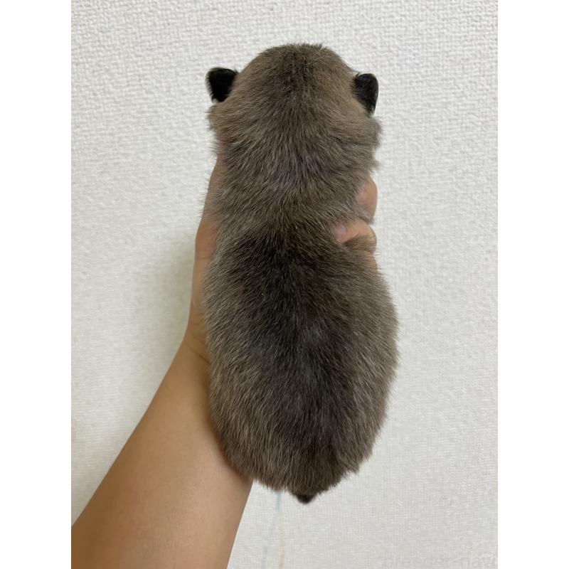 販売中の熊本県のミックス犬-403448の2枚目