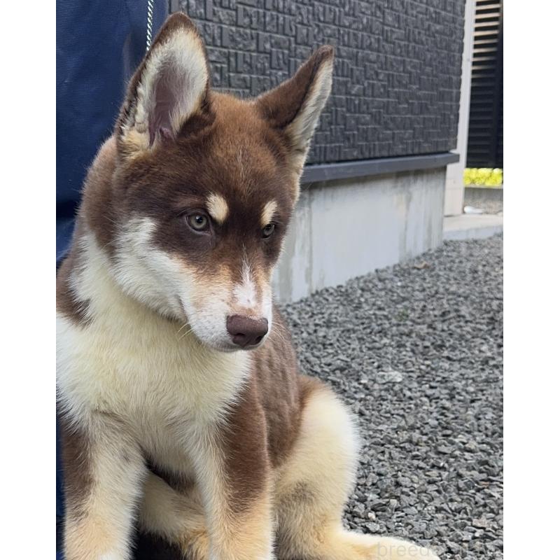 成約済の山梨県のオゥスキー:オーストラリアンシェパード×ハスキー-381505の7枚目
