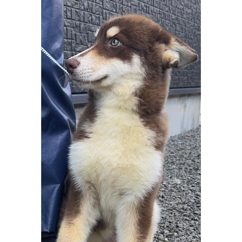 成約済の山梨県のオゥスキー:オーストラリアンシェパード×ハスキー-381505の6枚目