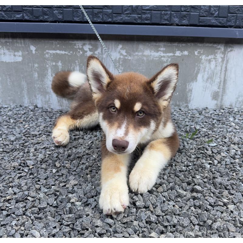 成約済の山梨県のオゥスキー:オーストラリアンシェパード×ハスキー-381505の5枚目