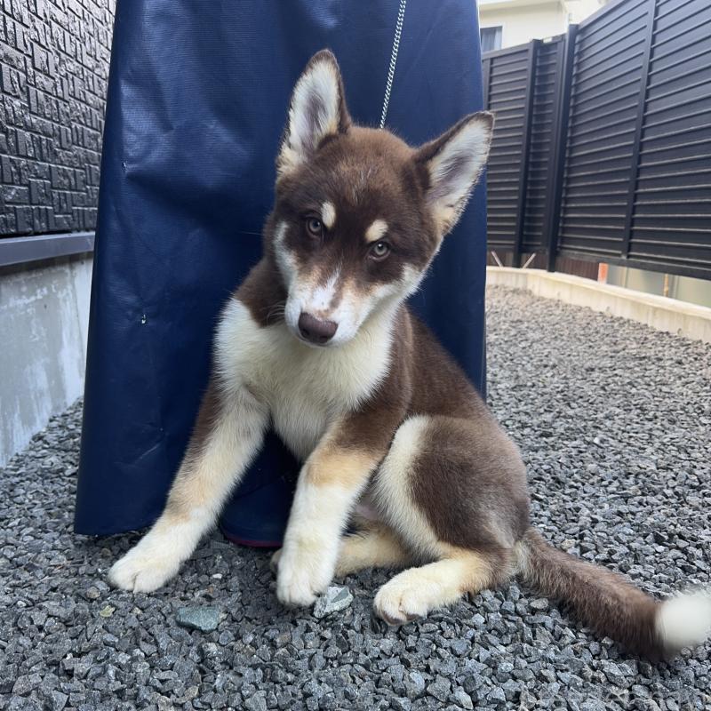 成約済の山梨県のオゥスキー:オーストラリアンシェパード×ハスキー-381505の4枚目
