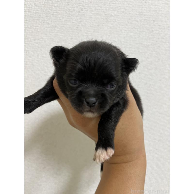 販売中の熊本県のミックス犬-403453