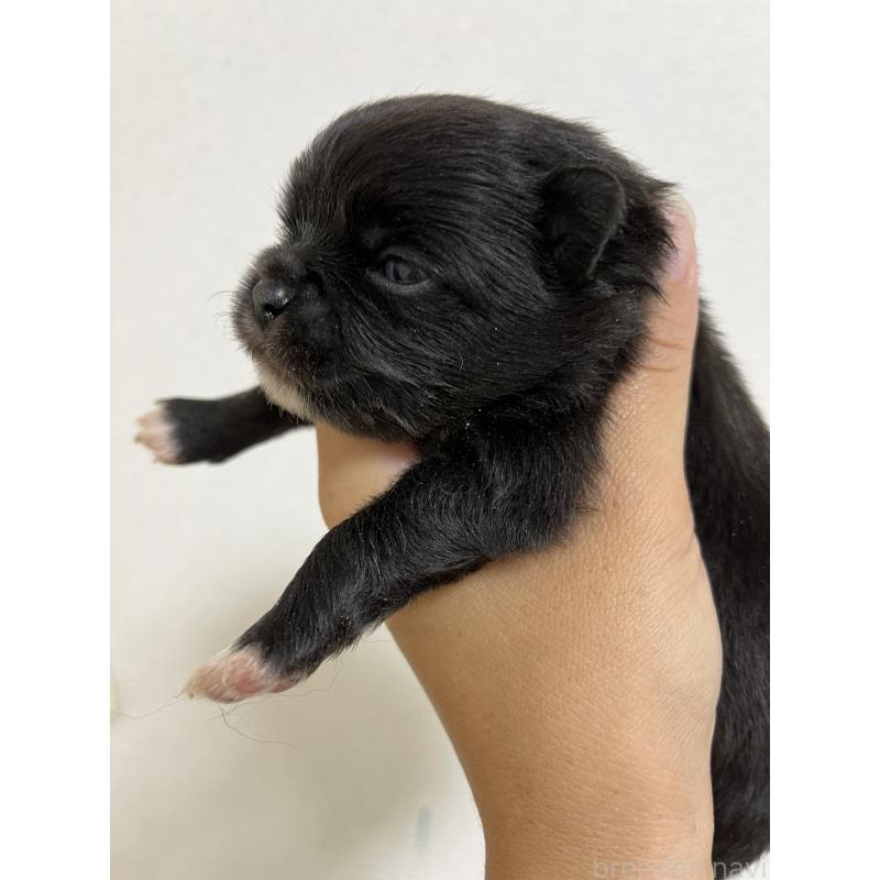 販売中の熊本県のミックス犬-403453の4枚目
