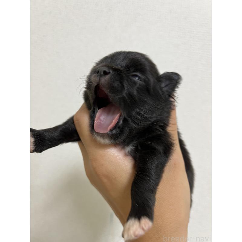 販売中の熊本県のミックス犬-403453の3枚目