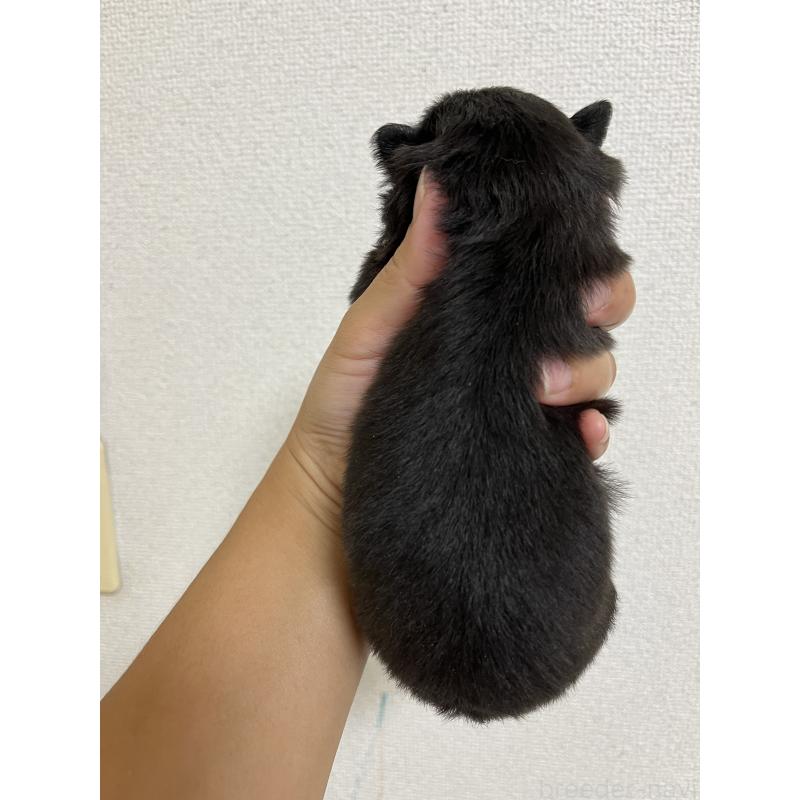 販売中の熊本県のミックス犬-403453の2枚目