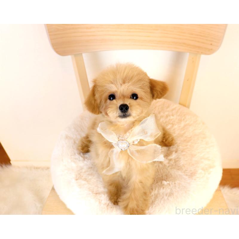 販売中の岡山県のミックス犬-392221の7枚目