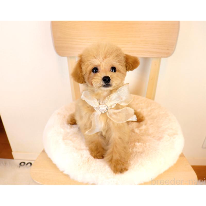販売中の岡山県のミックス犬-392221の6枚目