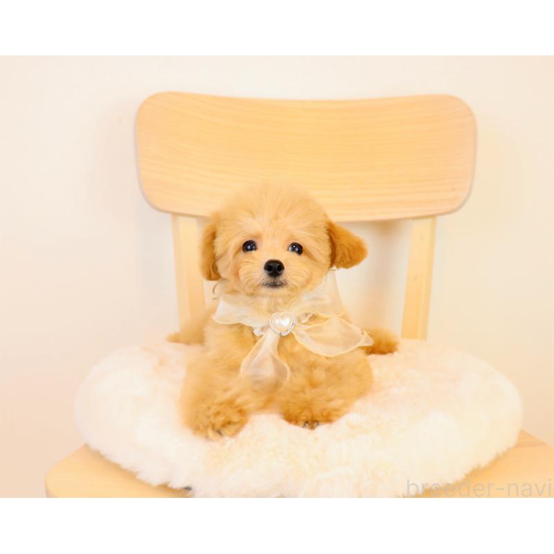 販売中の岡山県のミックス犬-392221の5枚目