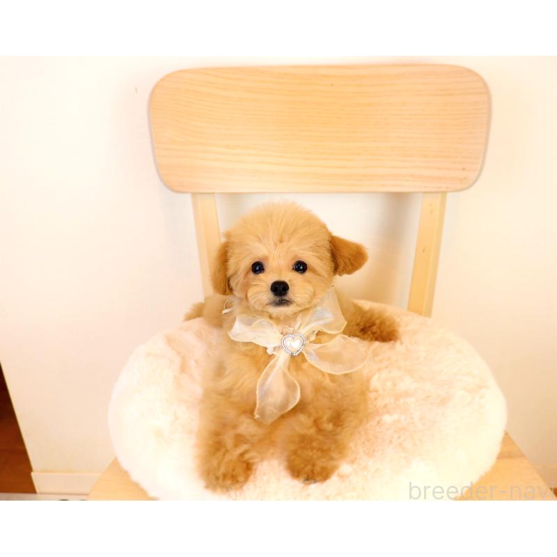 販売中の岡山県のミックス犬-392221の4枚目