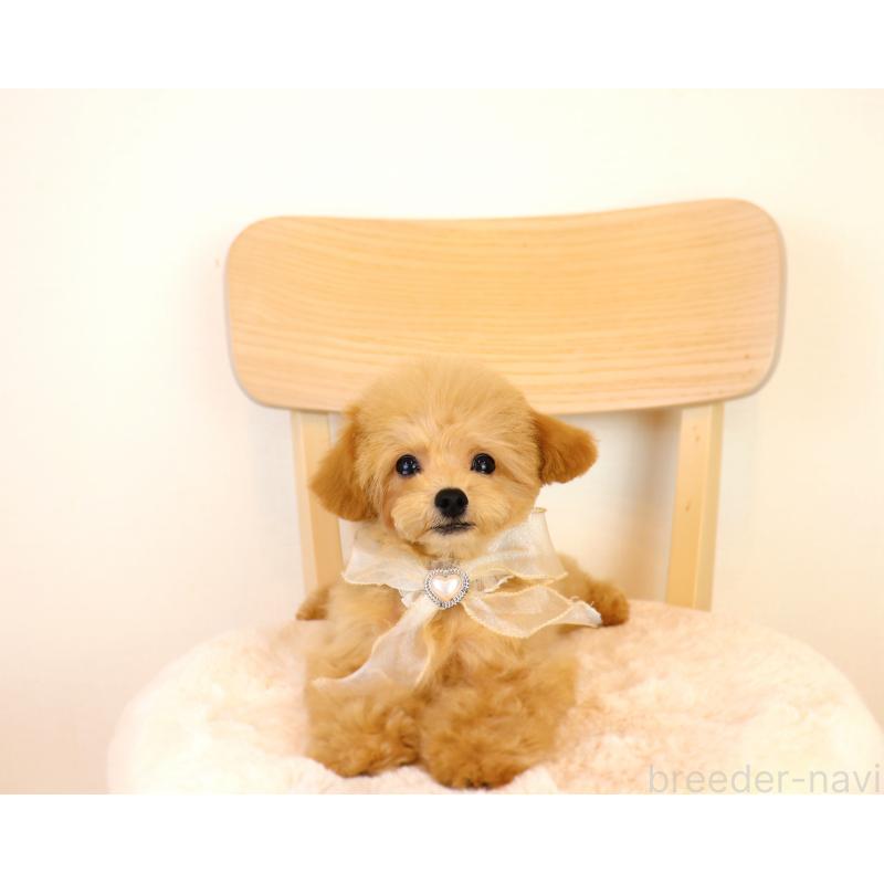 販売中の岡山県のミックス犬-392221の3枚目