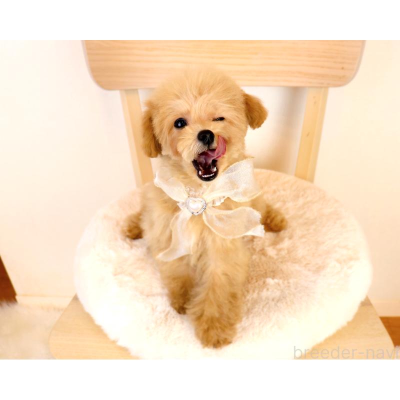 販売中の岡山県のミックス犬-392221の2枚目
