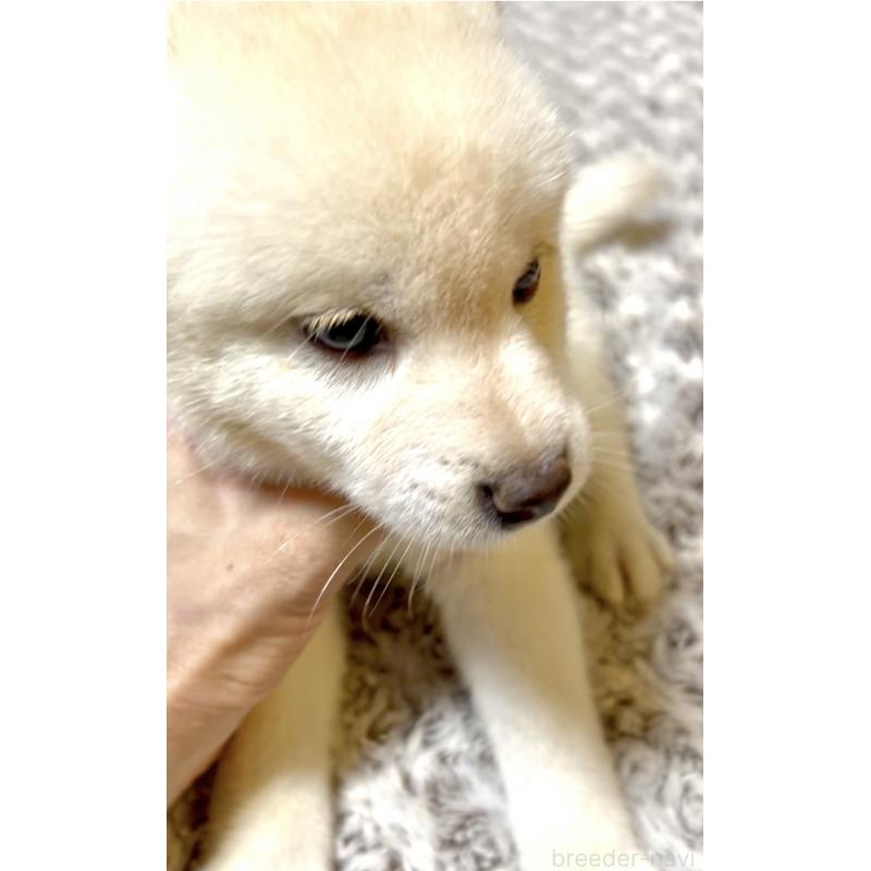 成約済の奈良県の豆柴-402224の4枚目