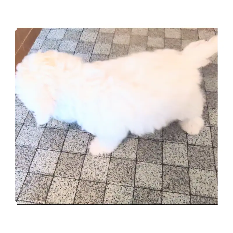 販売中の茨城県のミックス犬-403497の5枚目
