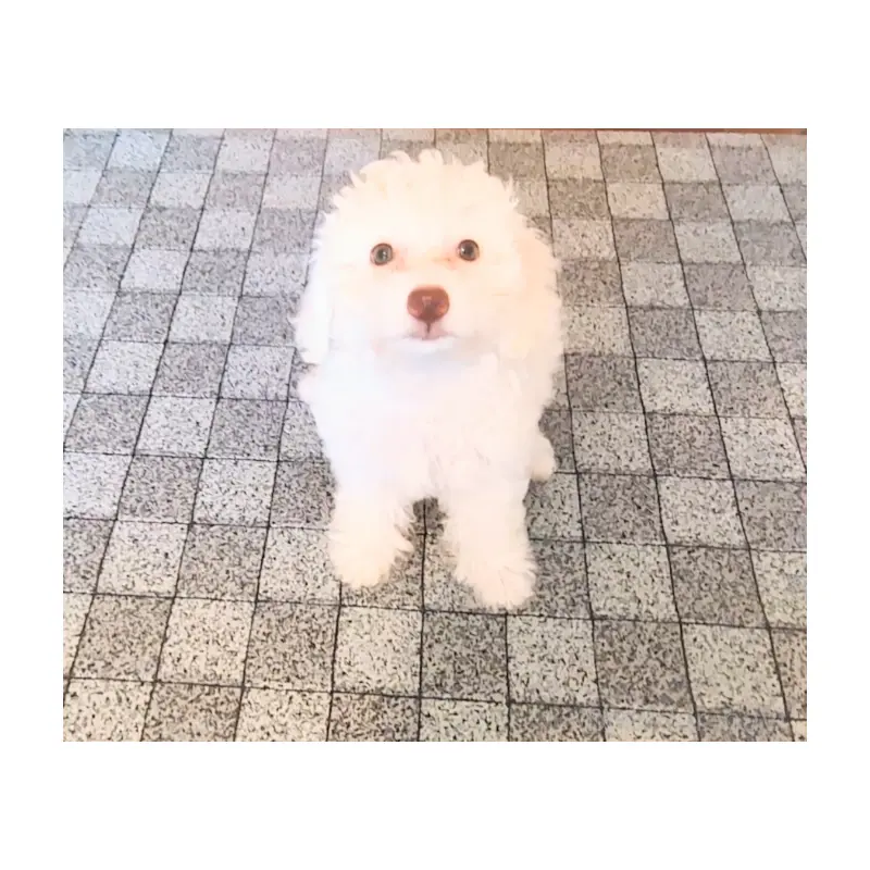 販売中の茨城県のミックス犬-403497の4枚目