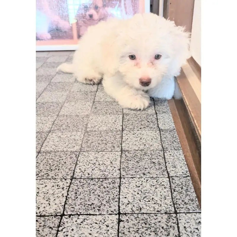 販売中の茨城県のミックス犬-403497の3枚目