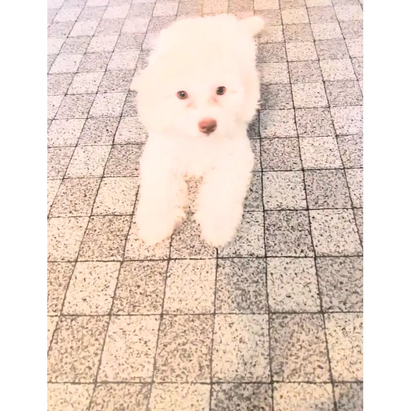 販売中の茨城県のミックス犬-403497の2枚目