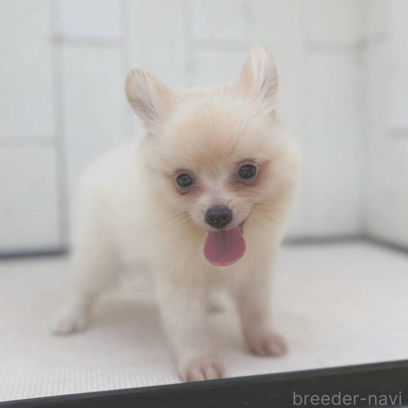 販売中の茨城県のポメチワ:ポメラニアン×チワワ-396487の14枚目