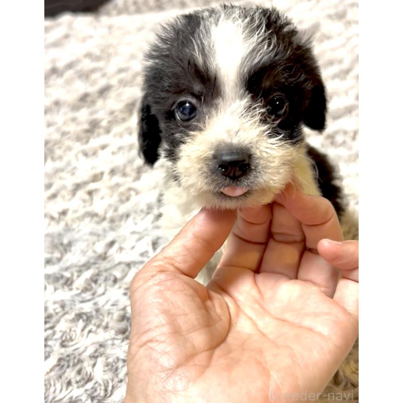 販売中の奈良県のミックス犬-401118の2枚目