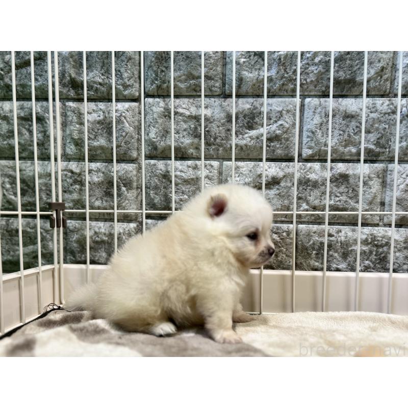 販売中の埼玉県のポメラニアン-403502の3枚目