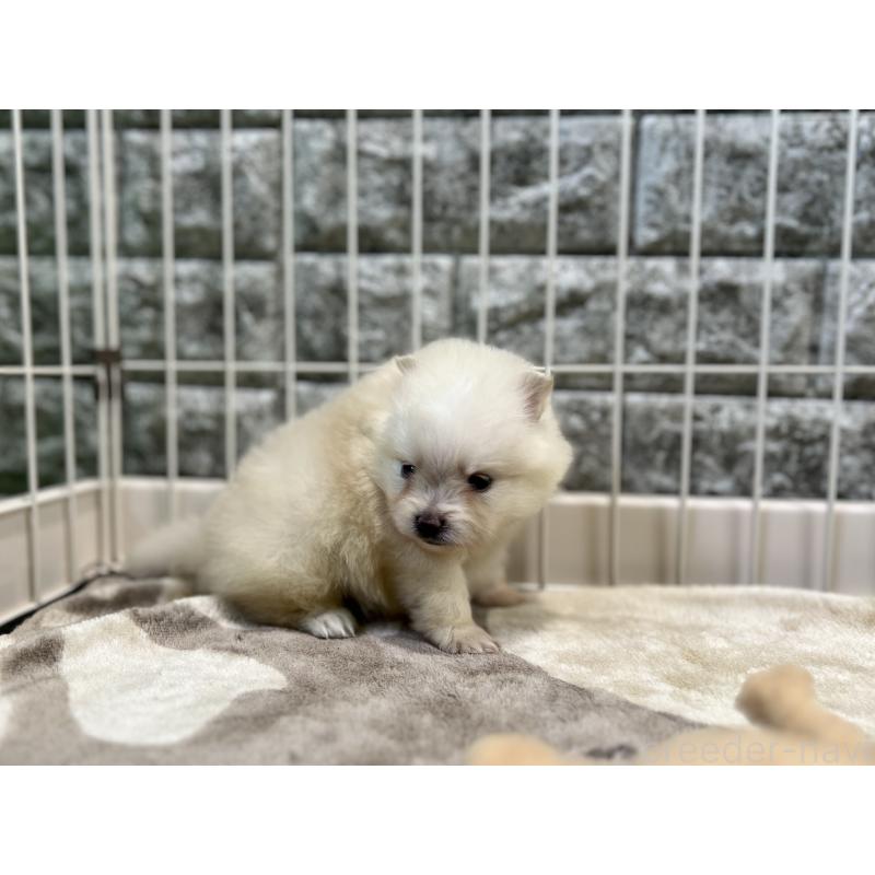 販売中の埼玉県のポメラニアン-403502の2枚目