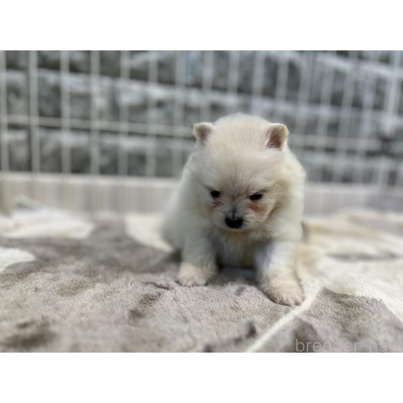 販売中の埼玉県のポメラニアン-403504の2枚目