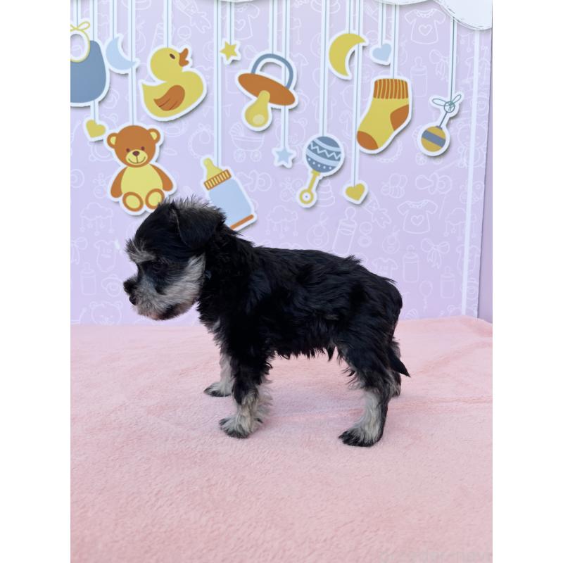 成約済の東京都のミニチュアシュナウザー-401032の3枚目