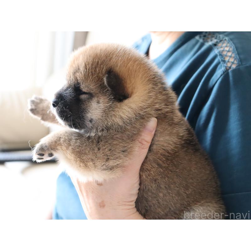 販売中の埼玉県の柴犬-403546の6枚目